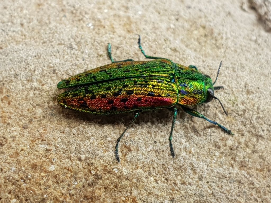 Coleottero con elitre iridescenti: Buprestidae: Lamprodila cfr. mirifica